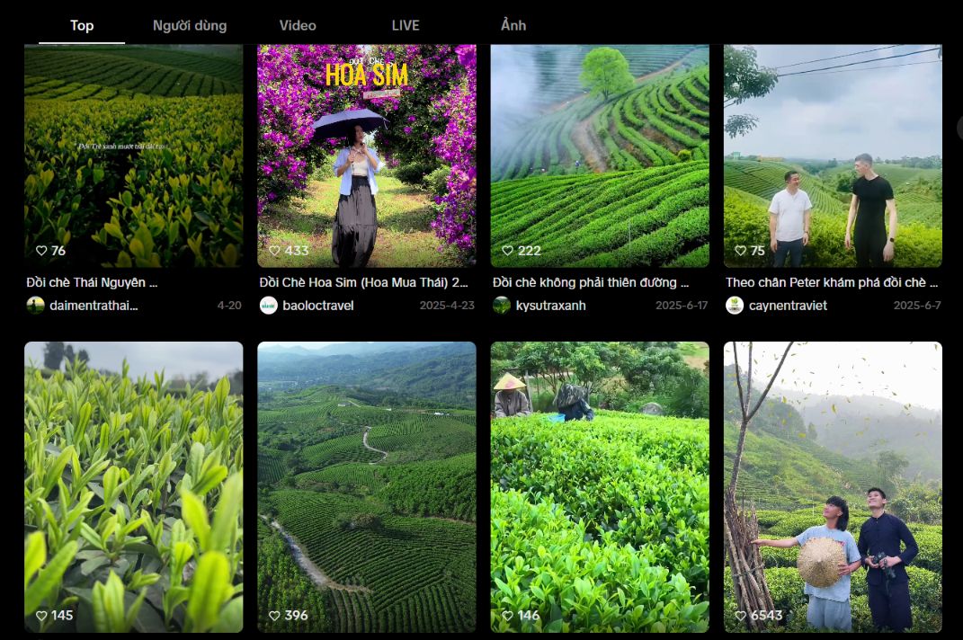 Ví dụ content chia sẻ đồi chè thực tế trên TikTok